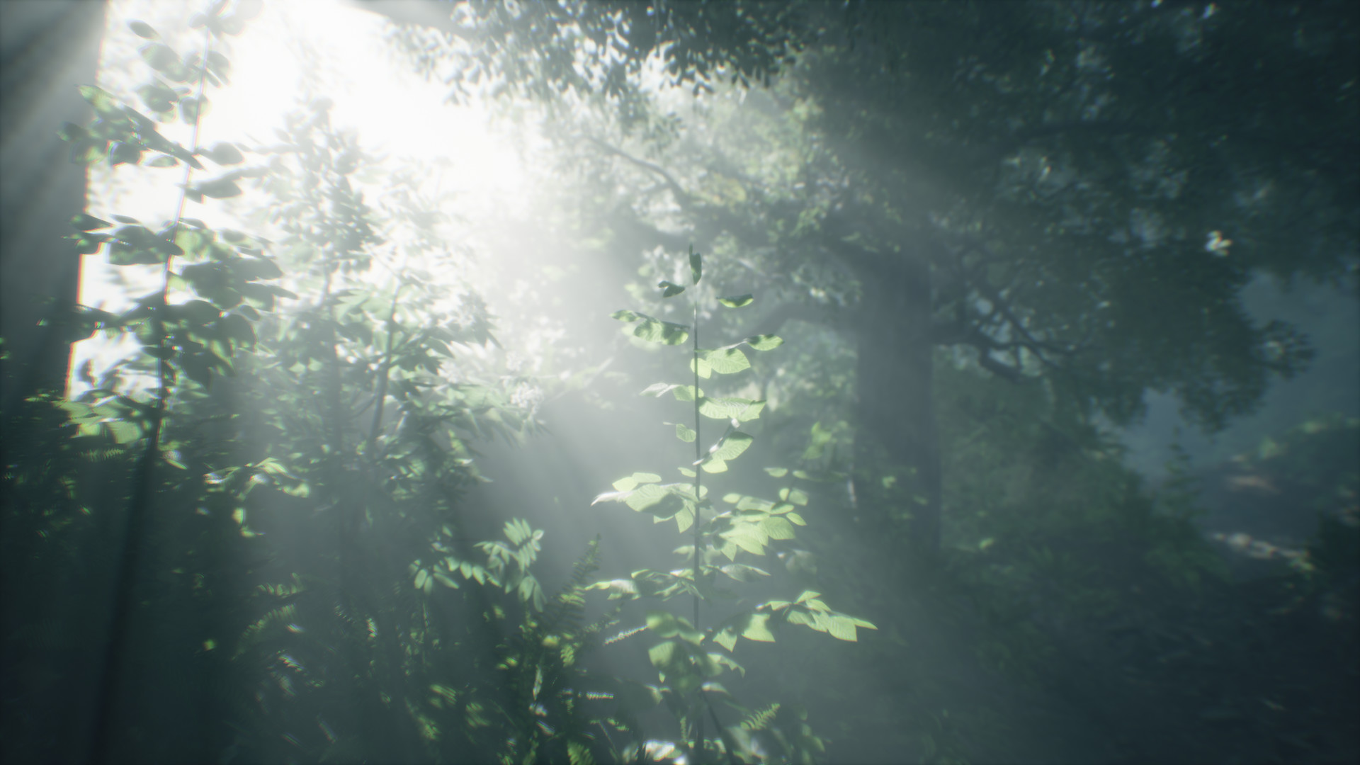 Captura: Wakamarina Valley, New Zealand